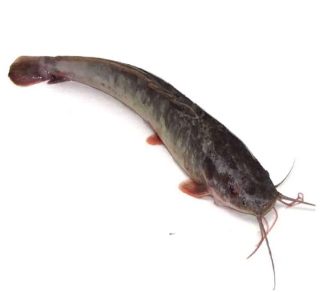 Ikan Lele